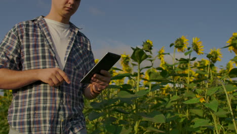 A-farmer-man-in-a-hat-and-shirt-goes-through-the-field-and-inspects-sunflowers-in-the-field.-Watch-your-harvest.-The-modern-farmer-uses-a-tablet-computer-to-analyze